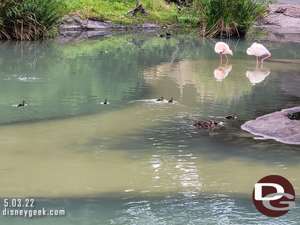 Some ducklings visiting the Flamingos