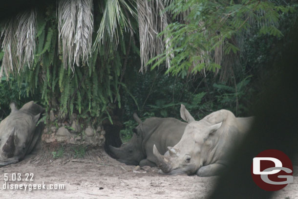 A crash of white rhinos resting in the distance.