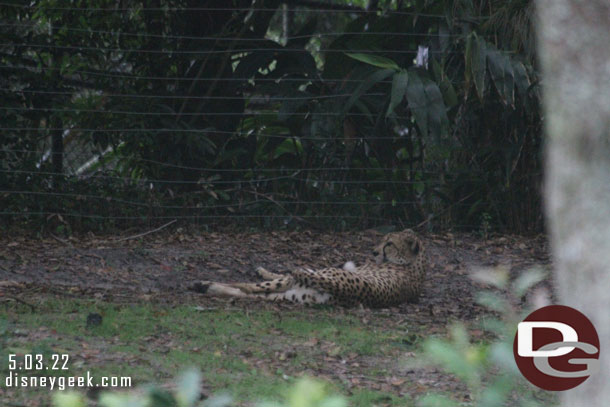 Cheetah