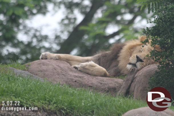 Male Lion