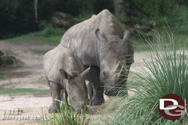 A baby white rhino with its mother.