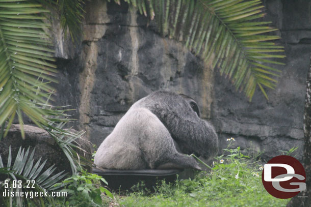 A gorilla resting seen from the Gorilla Falls trail.