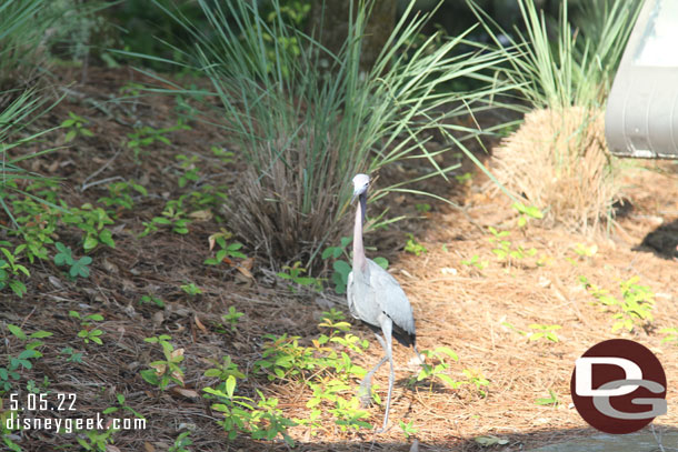 The birds were really interested in our bait.