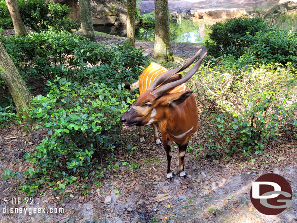 Bongo along the road.