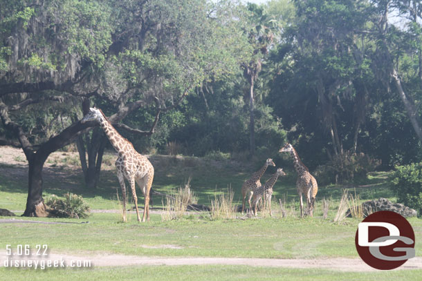 Giraffe on the savanna