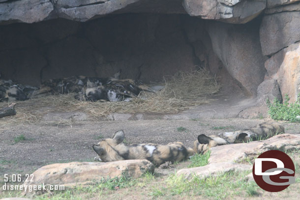 African Painted Dogs