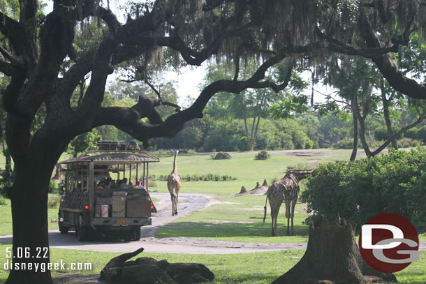 A giraffe walking down the road holding up the trucks and extending our Safari