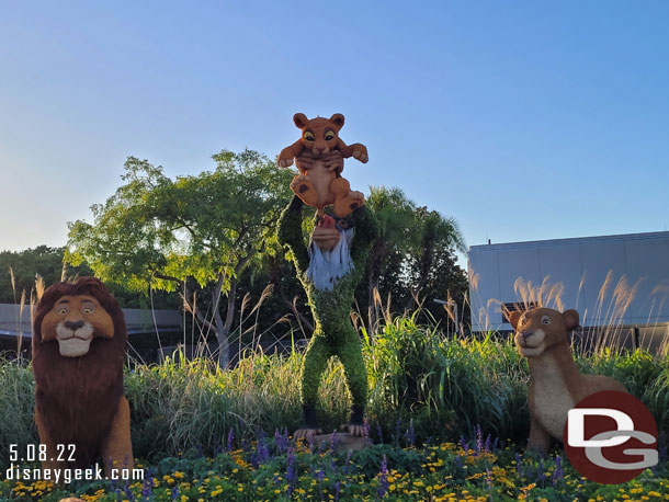 Lion King topiaries