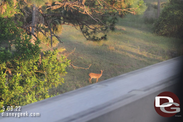 Spotted a deer out this evening.