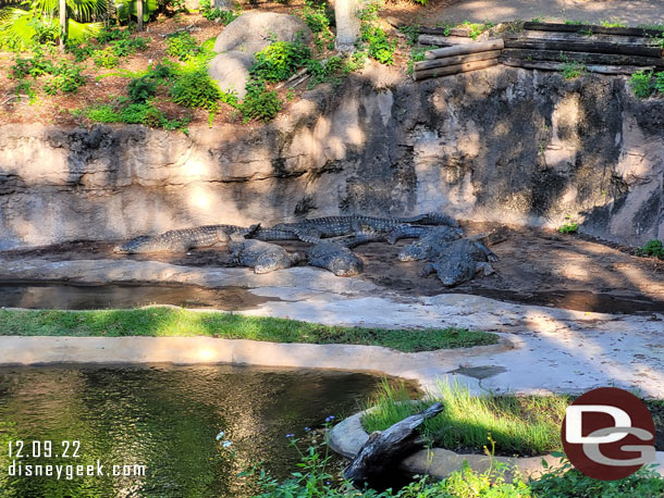 Nile crocodiles