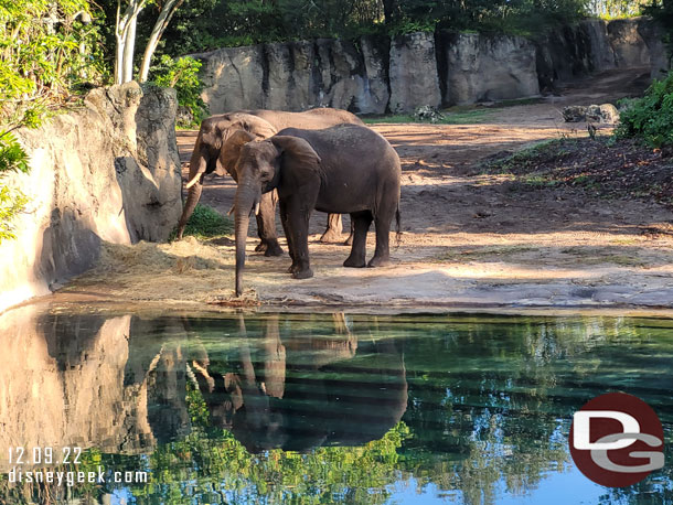 A couple of elephants eating breakfast