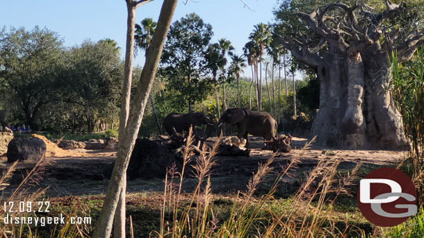 A couple of elephants sparing