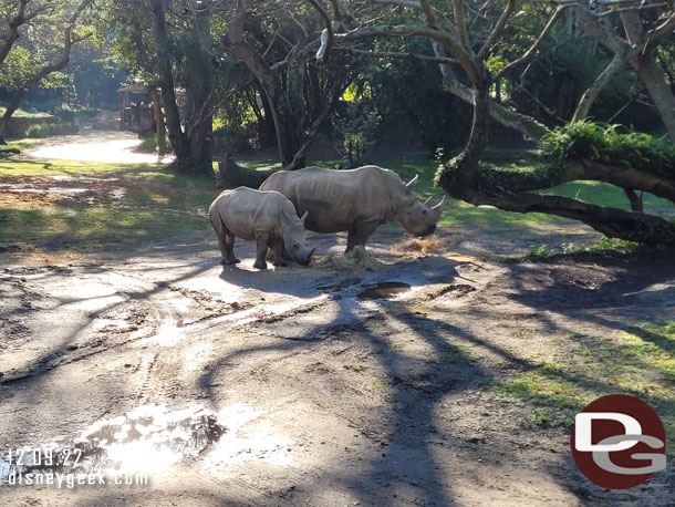 White rhinos