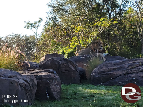 Male African lion on the rocks