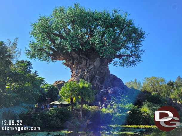 The Tree of Life as we walked toward Asia