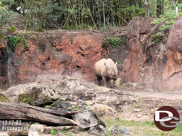 A black rhino