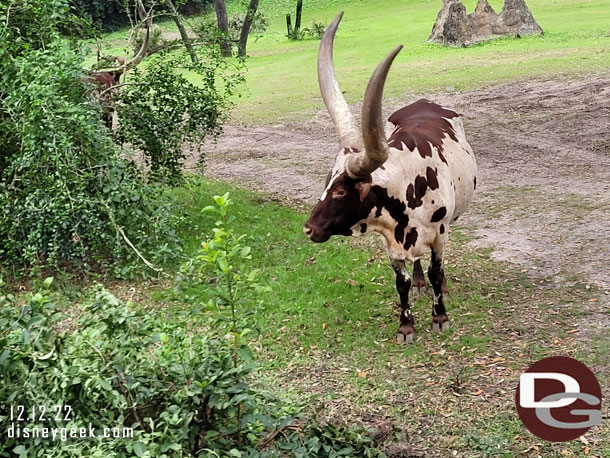 Ankole Cattle