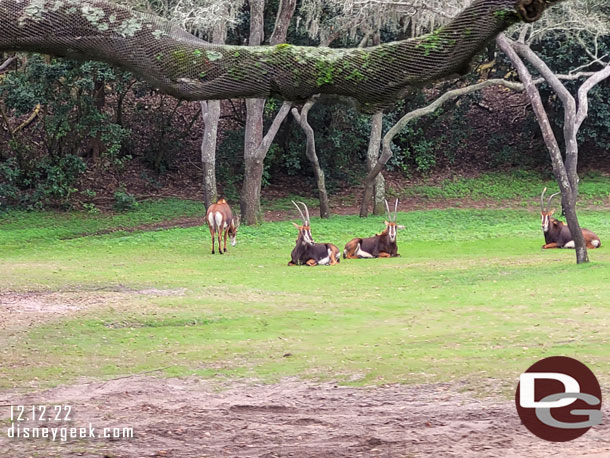 Sable Antelope