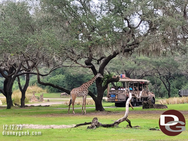 Several giraffe walking around