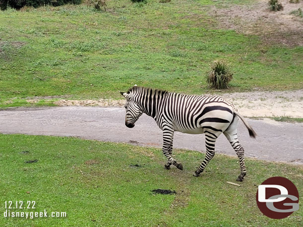 A Zebra trotting by.