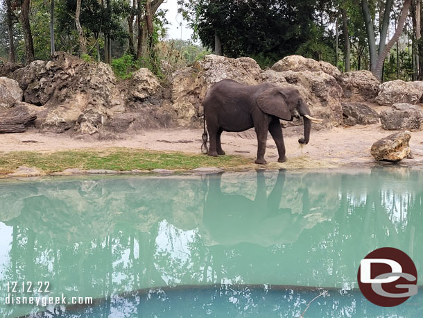 An elephant by the watering hole