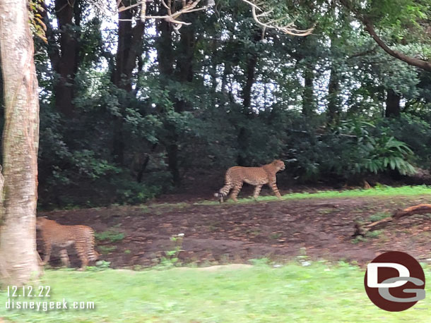 A couple of cheetah on the move