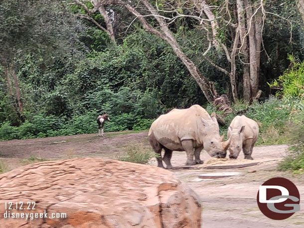 A couple of white rhino