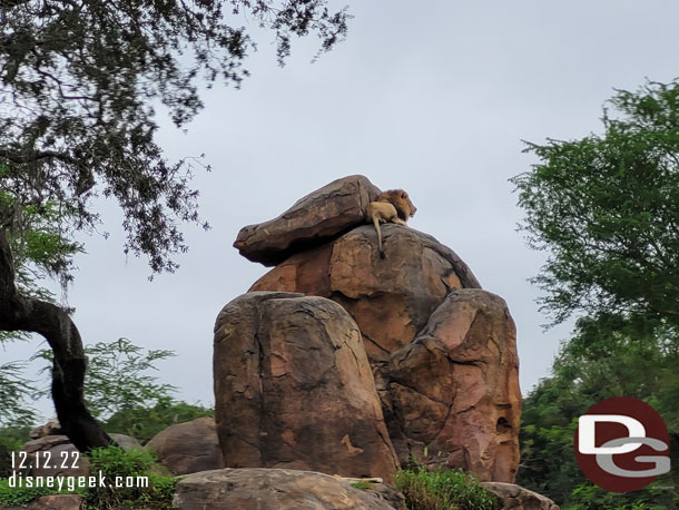 The male lion was high up on the rocks this morning.