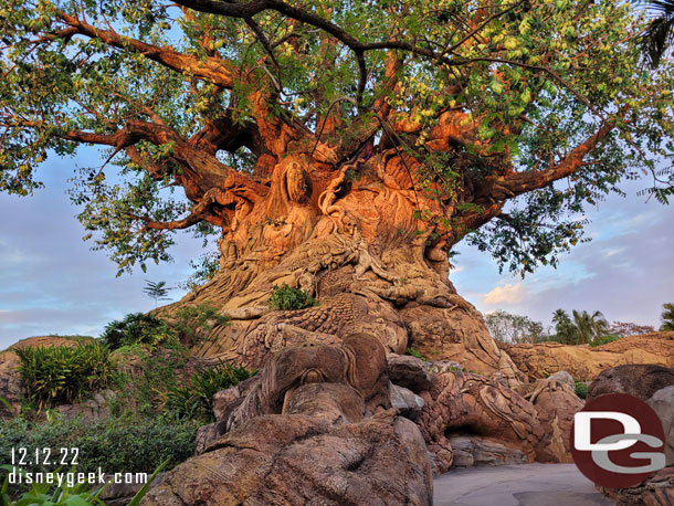 Spent some time walking around the Tree of Life as the sun set