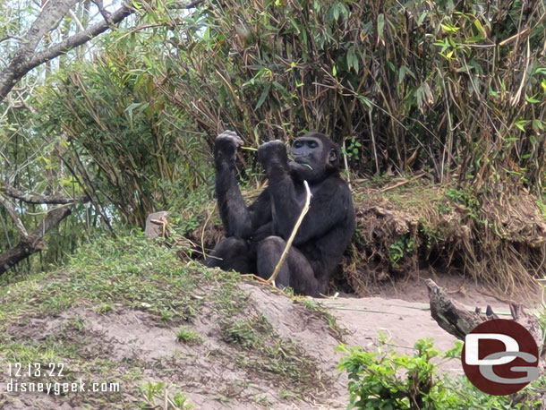 The gorilla troop was out and active this afternoon.