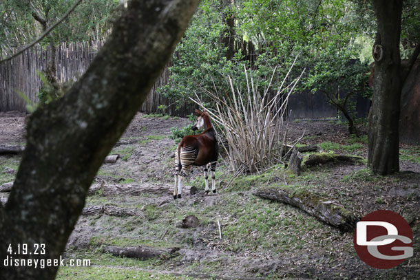 An Okapi