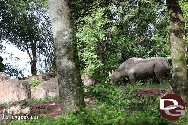 Another Black Rhino