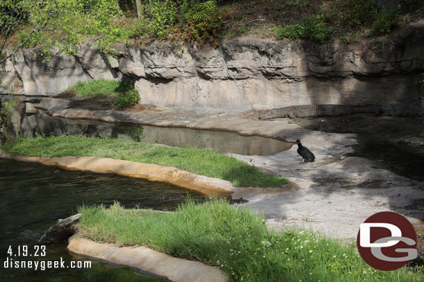 Nile Crocodiles 