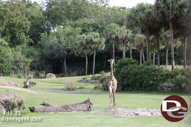 A giraffe heading our way