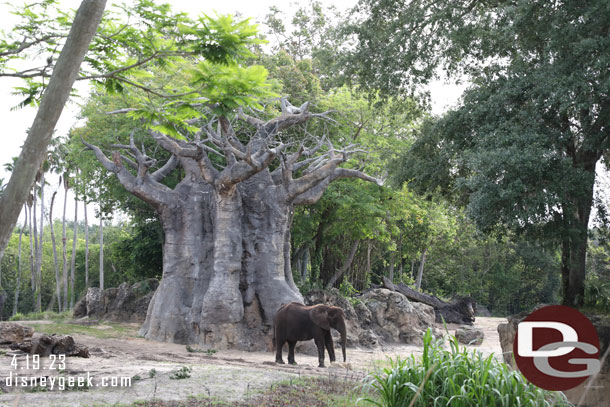 African Elephant