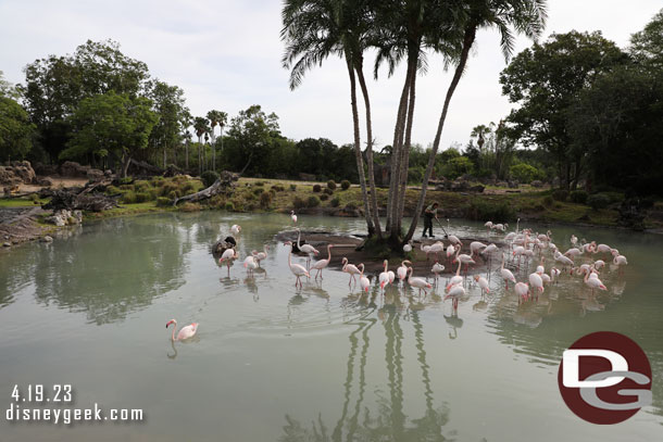 Flamingos