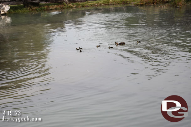 Florida Ducks