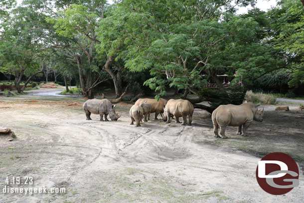 White Rhinos