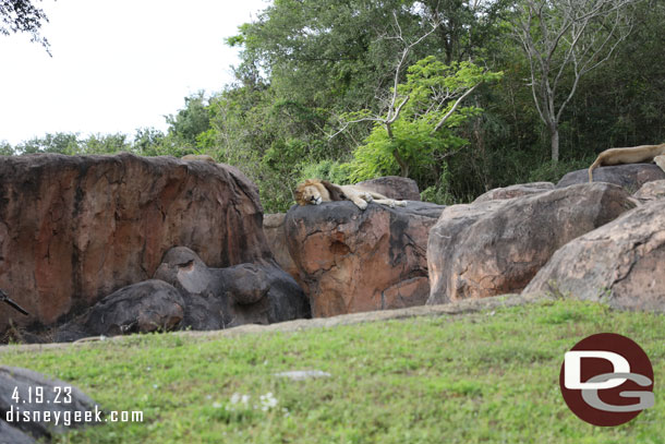 Lions laying around