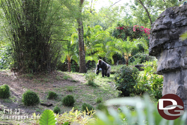 One of the bachelor gorillas