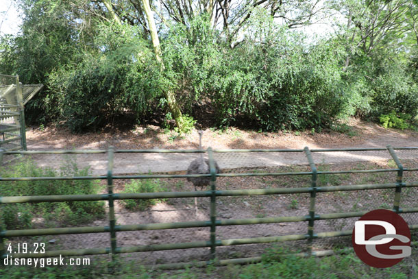 An ostrich watching the train go by.