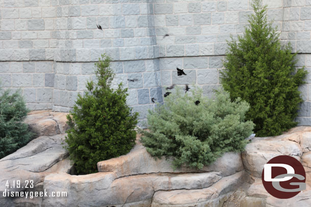 A bunch of black birds chased what looked to be a hawk into that bush.