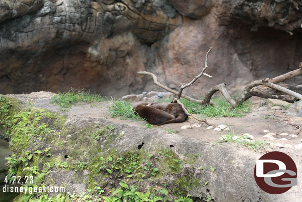 The Otters were laying around.