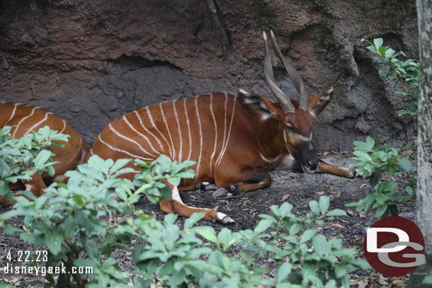 Bongo laying in the forest