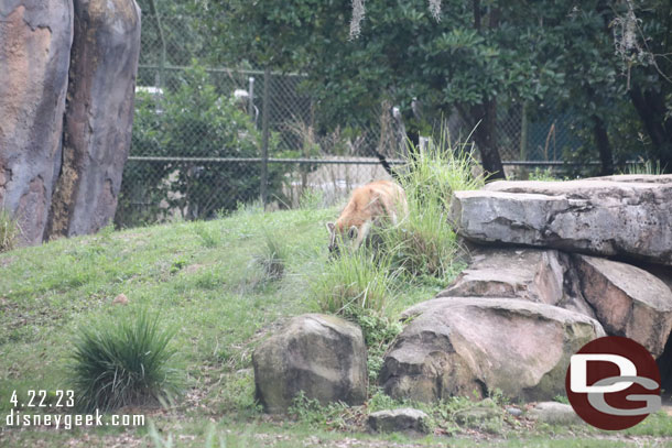 A Hyena on the move