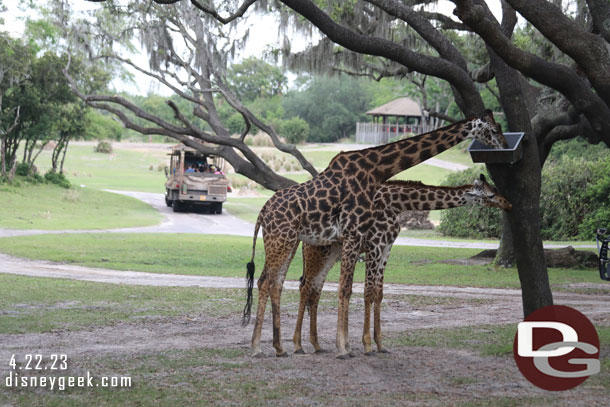 Giraffe eating