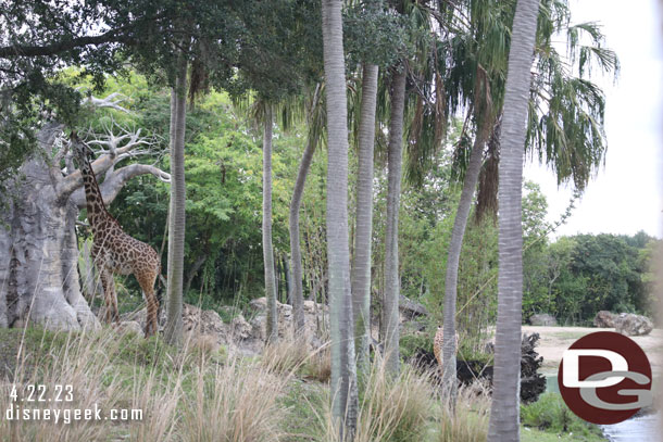 Some giraffe were over by the elephants area