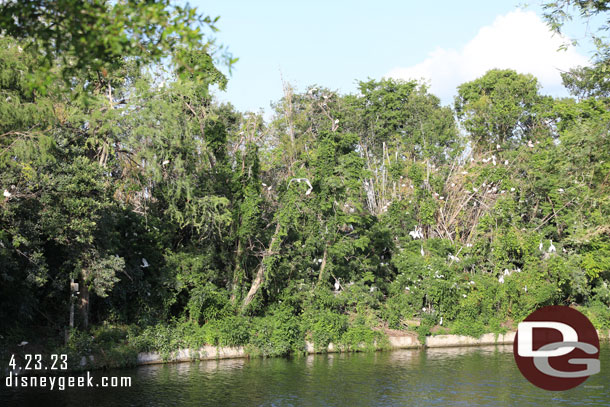 Birds nesting for the evening on the backstage waterway.