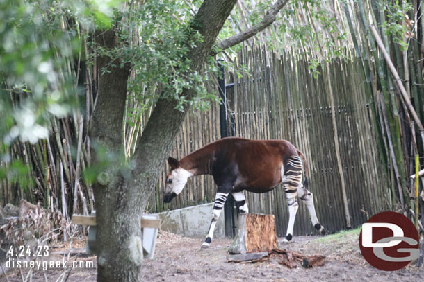 An Okapi