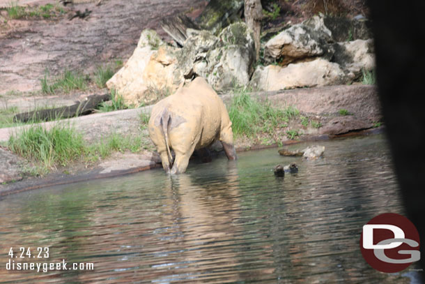 A black rhino in the water this morning after its mud bath.